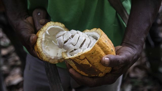 Cameroon: chocolate-makers squeezed by high cocoa prices​