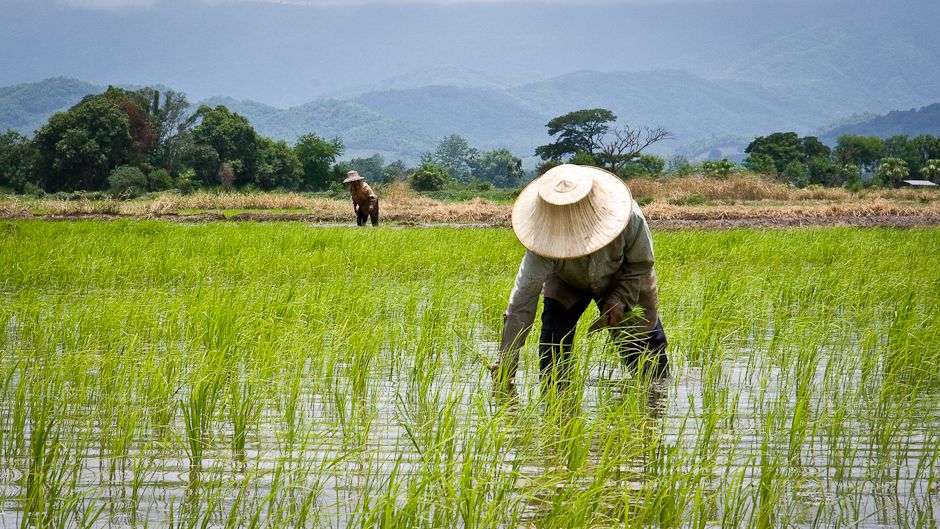 Social agriculture: 7.5 million Kenyan farmers sell their produce through social media