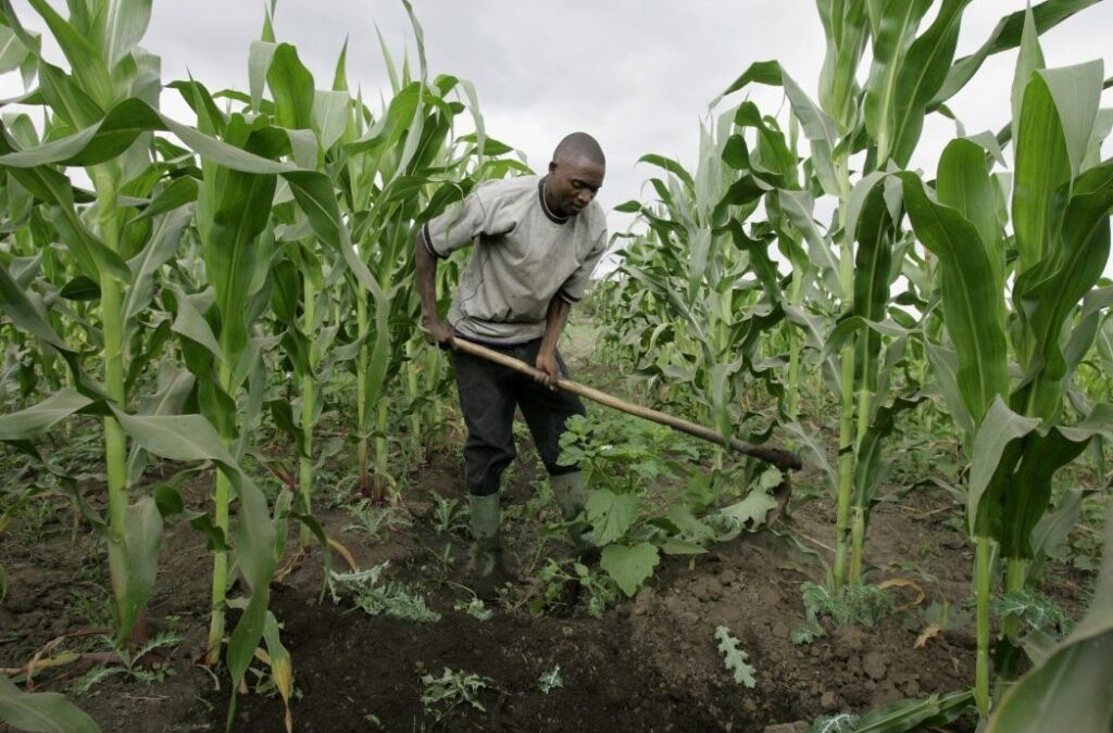 “Nigerians have been eating GMO foods for decades, it did not kill anyone” – Naija Farmer​